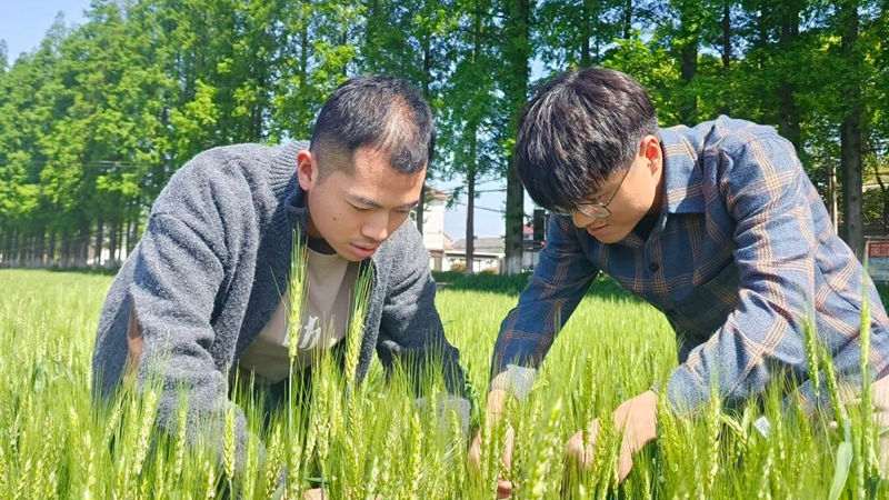 揭秘增产背后的“浙农耘”服务密码
