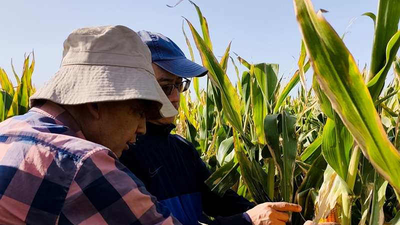 爱普党员服务队赴甘肃张掖开展制种玉米试验田回访